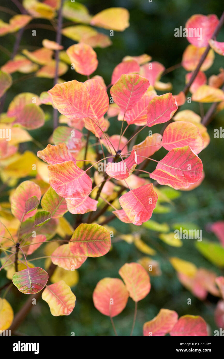 Cotinus coggygria 'Ascot' in Autumn. Stock Photo