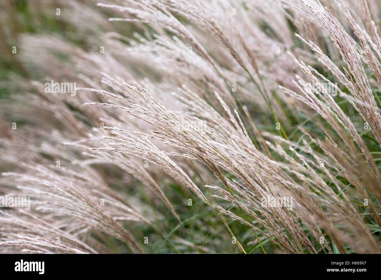 Miscanthus grass in Aurumn. Stock Photo