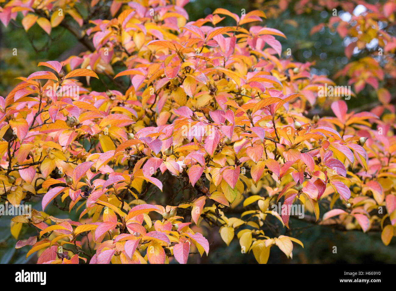 Stewartia pseudocamellia. Autumn leaves of the deciduous camellia. Stock Photo