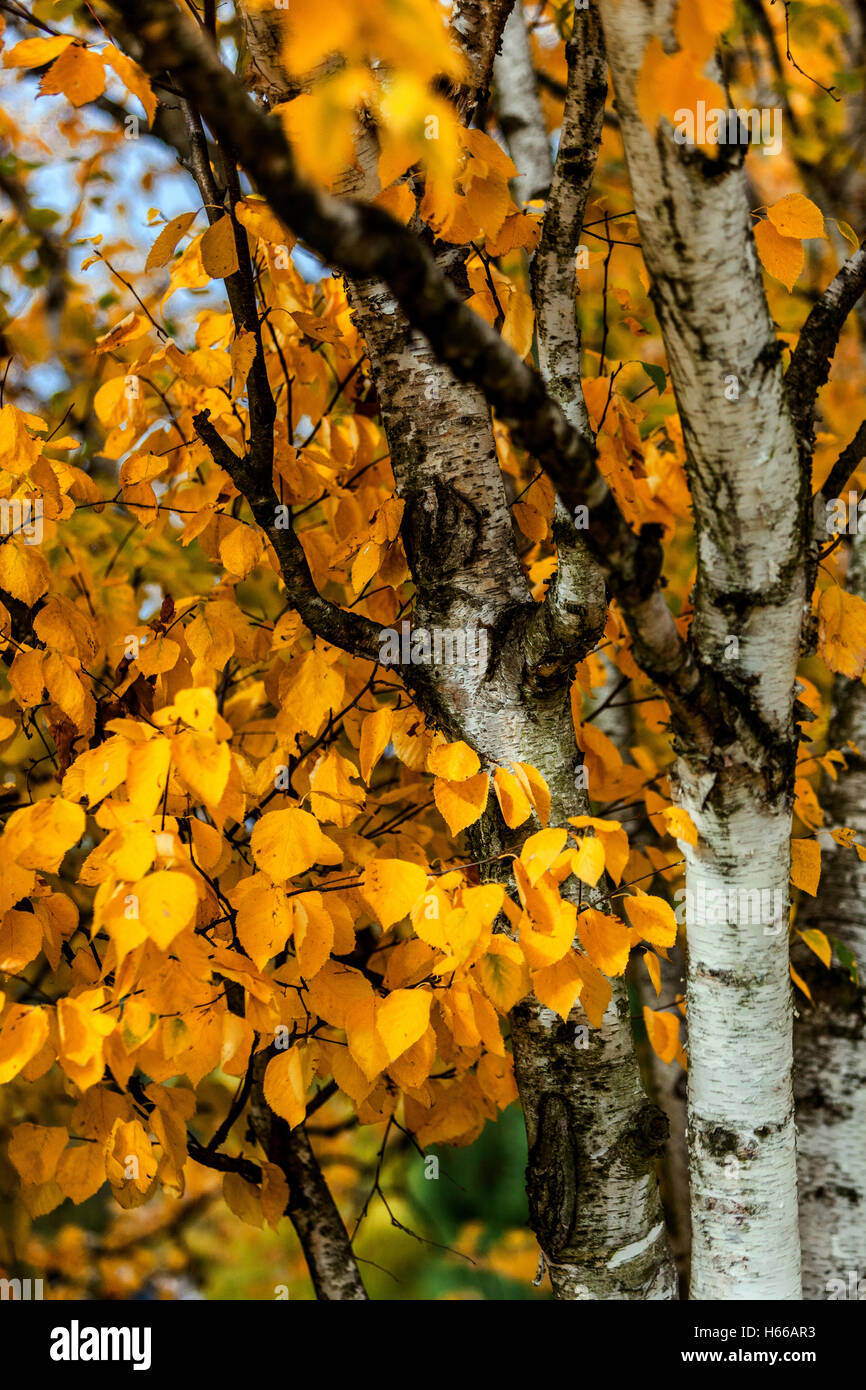 Betula papyrifera, paper birch, also known as white birch and canoe birch, autumn colors Stock Photo