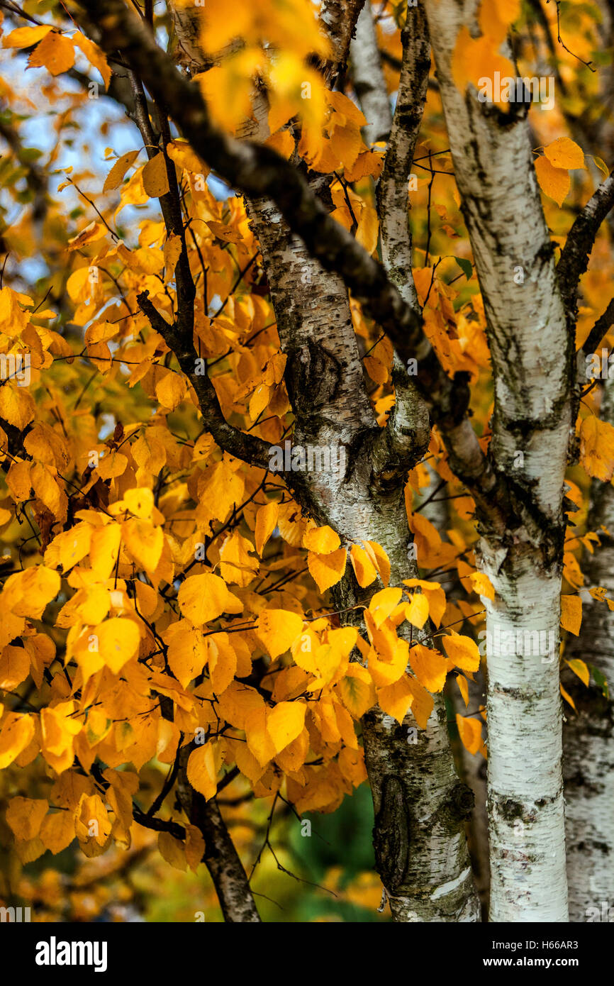 Betula Papyrifera Paper Birch Also Known As White Birch And Canoe Betula Papyrifera Paper Birch Also Known As White Birch And Canoe