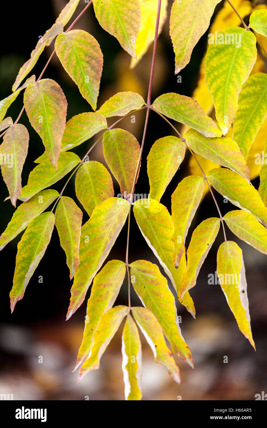 Aralia elata, or Japanese angelica-tree, autumn colors Stock Photo