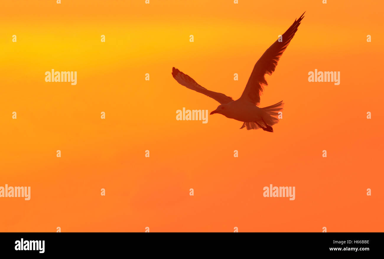 A Silver Gull silhouette in flight at sunset with orange sky background and copy space Stock Photo