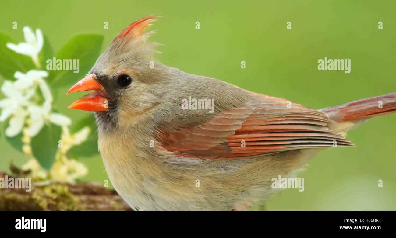 A female Northern Cardinal calling. Stock Photo