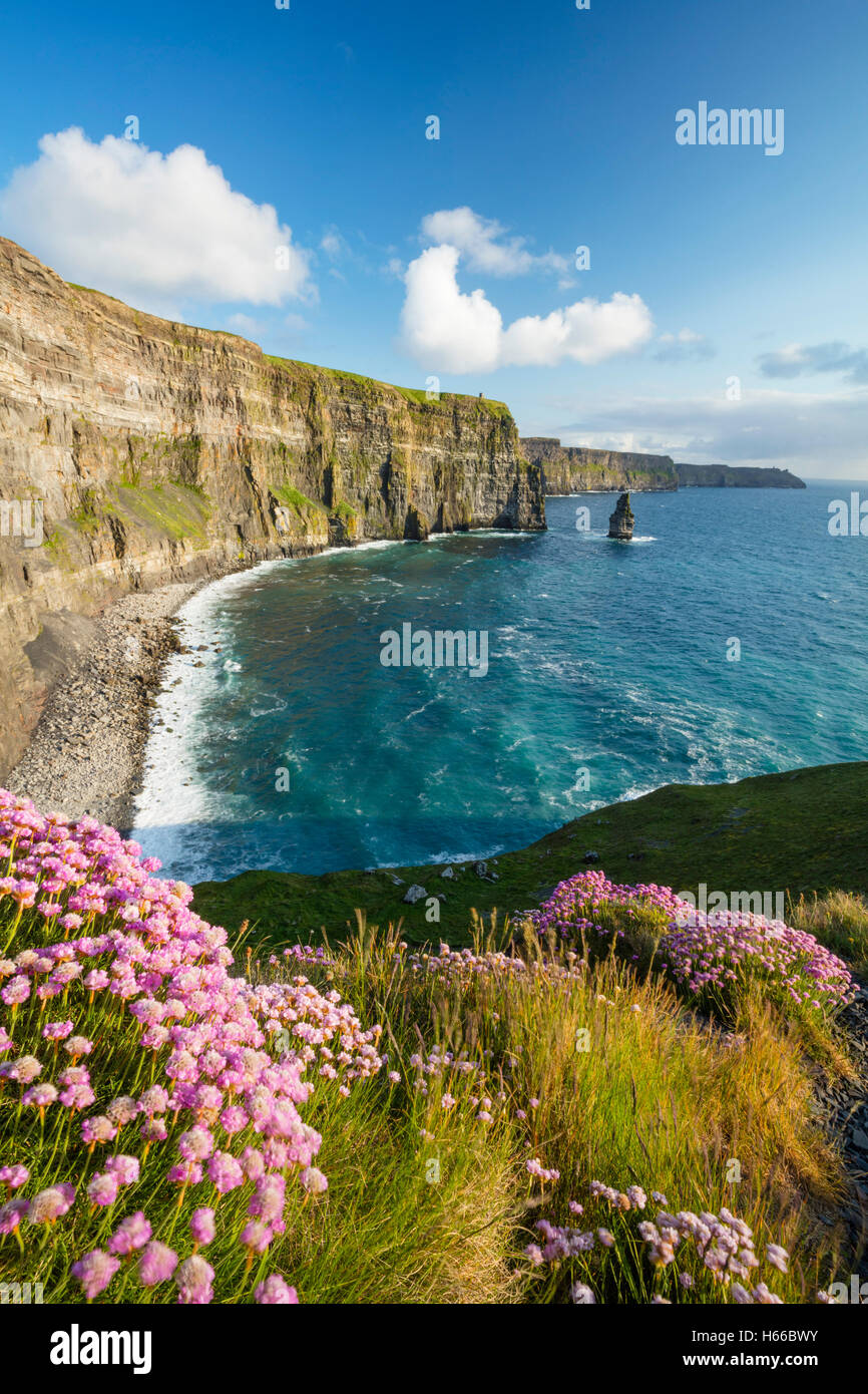 Coastal thrift beneath the Cliffs of Moher, County Clare, Ireland. Stock Photo