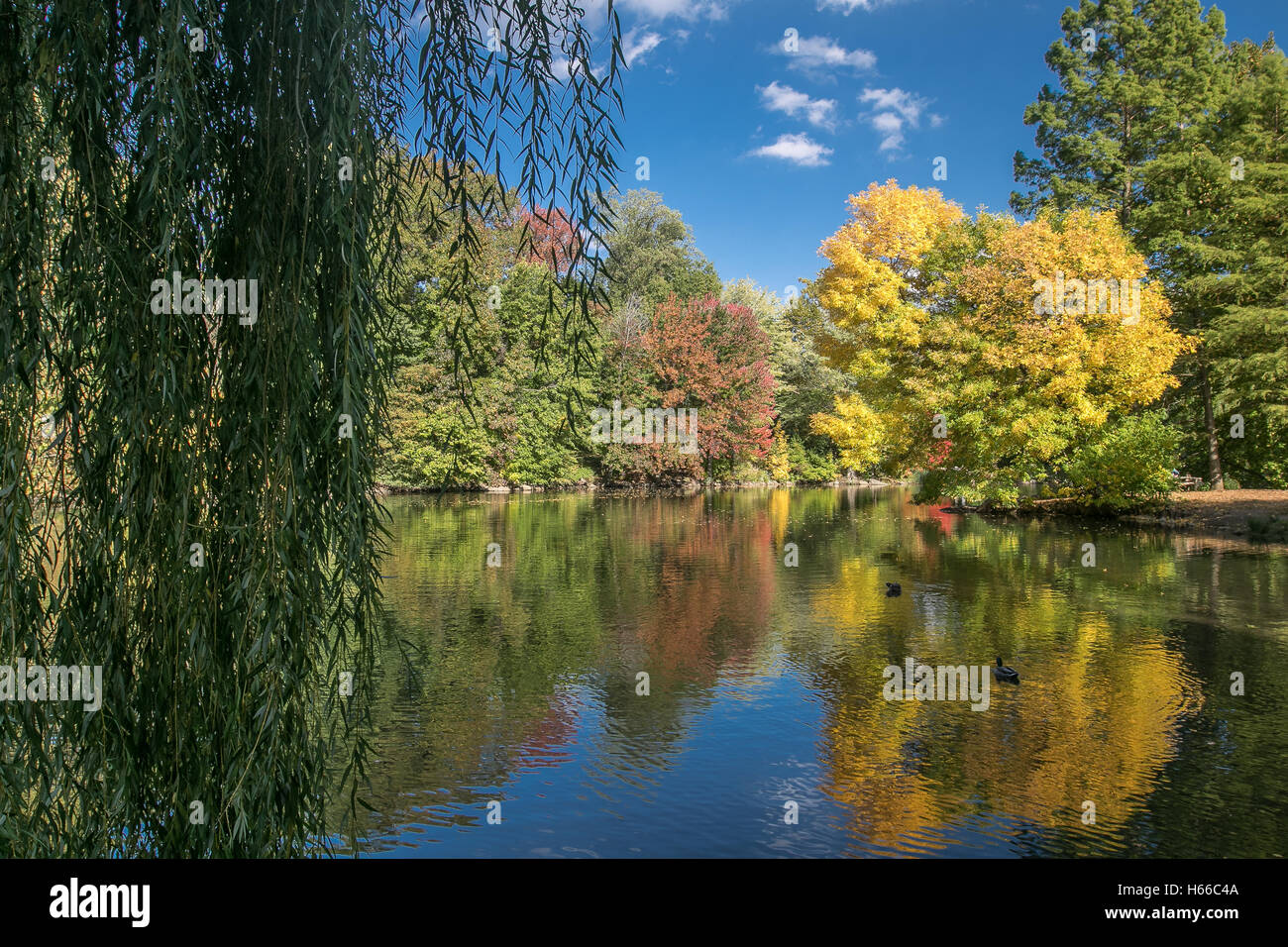 Weeping willow ducks hi-res stock photography and images - Alamy