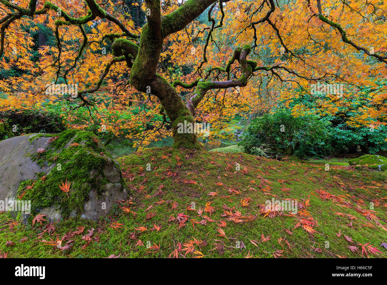 Under the Japanese Maple Tree at the Garden in Fall Season Stock Photo