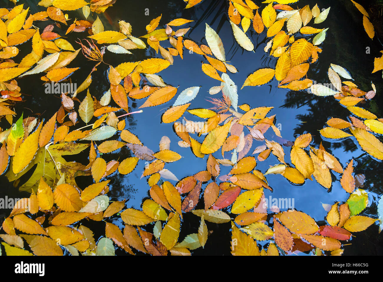 Colorful fall colors foliage leaves floating in garden pond in Autumn Stock Photo