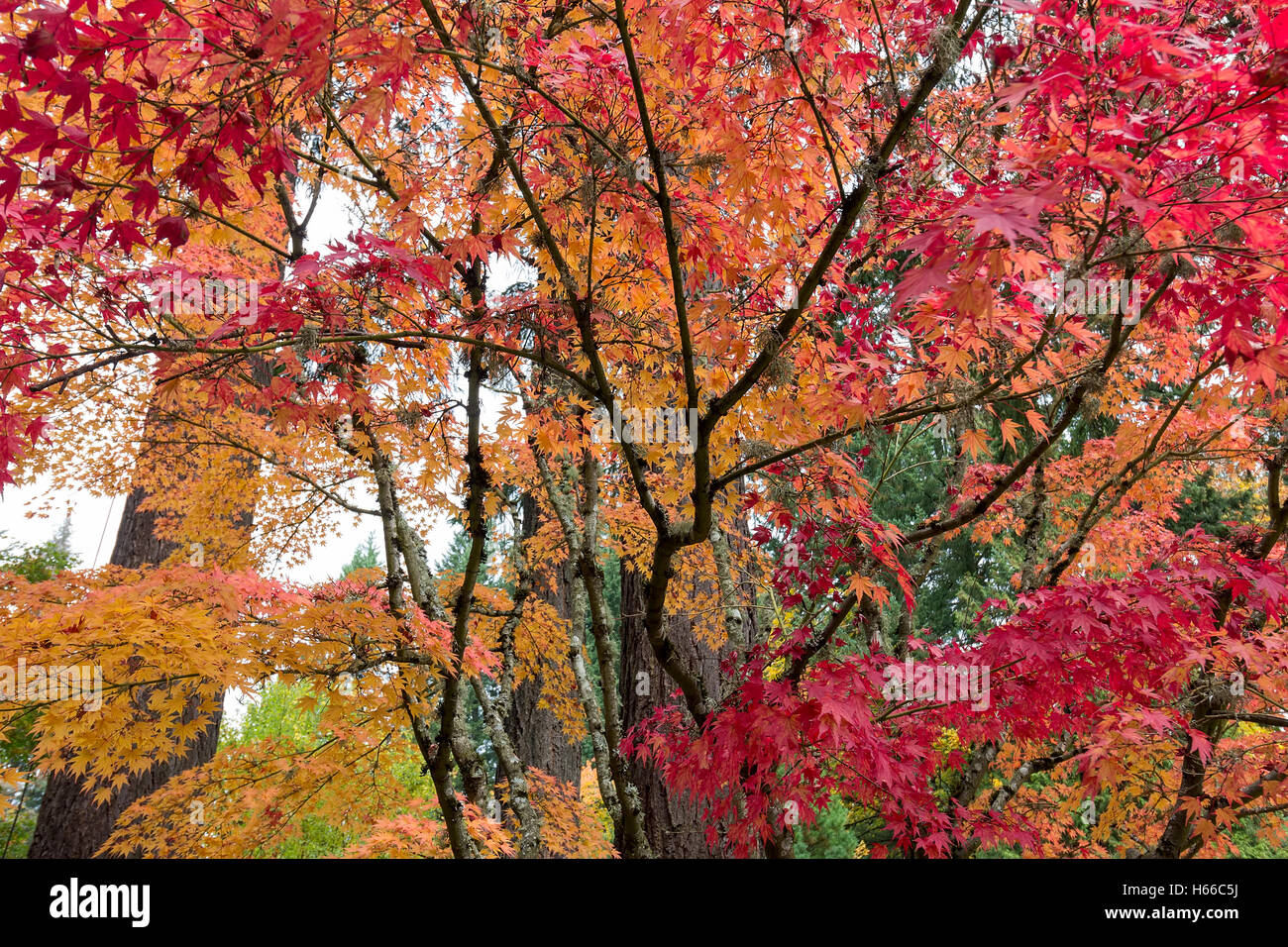 Japanese Maple Trees in fall color during Autumn Season Stock Photo
