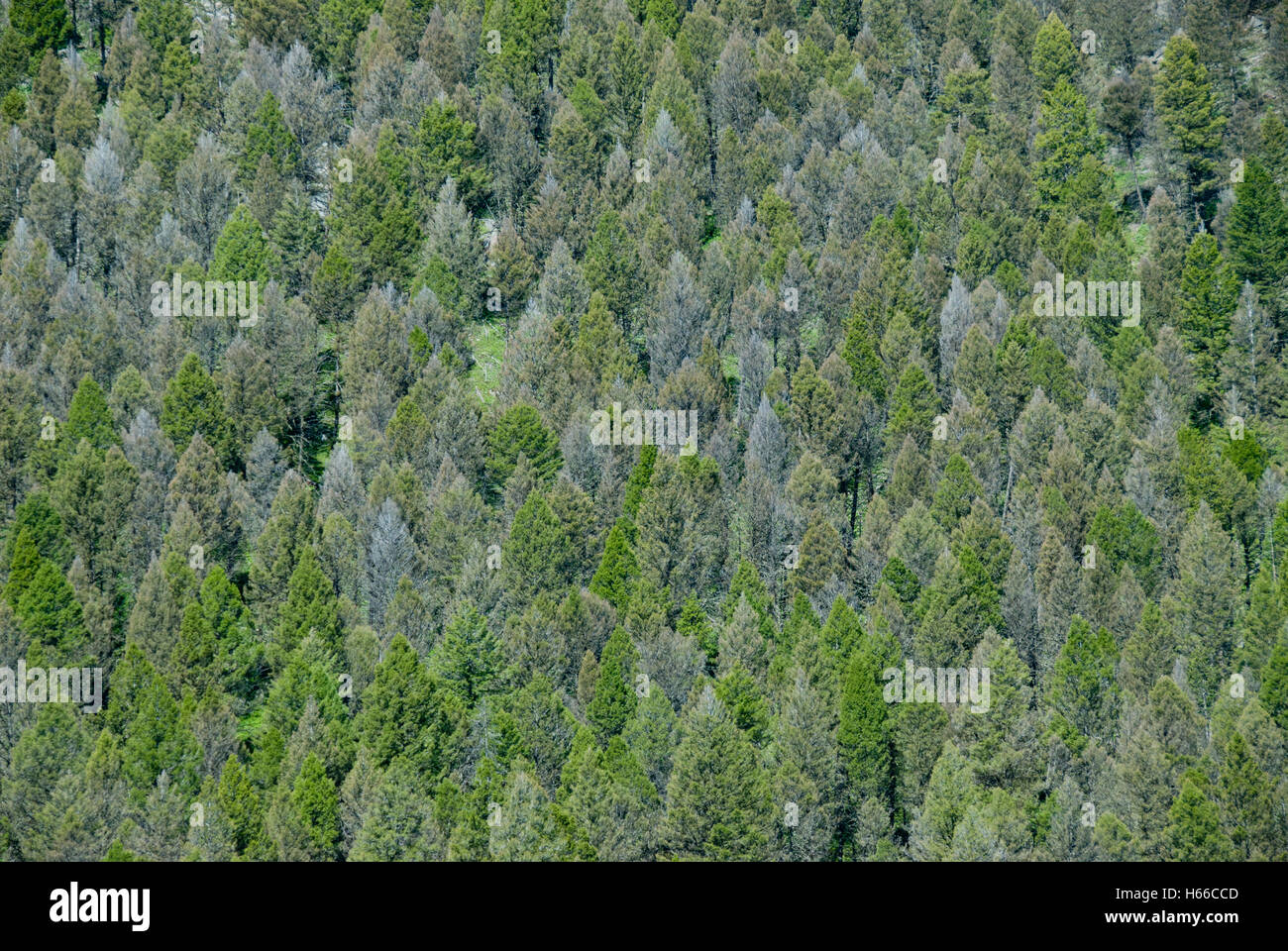 Spruce budworm (Christoneura occidentalis Freeman) damage to Douglas fir stand in SW Montana Stock Photo