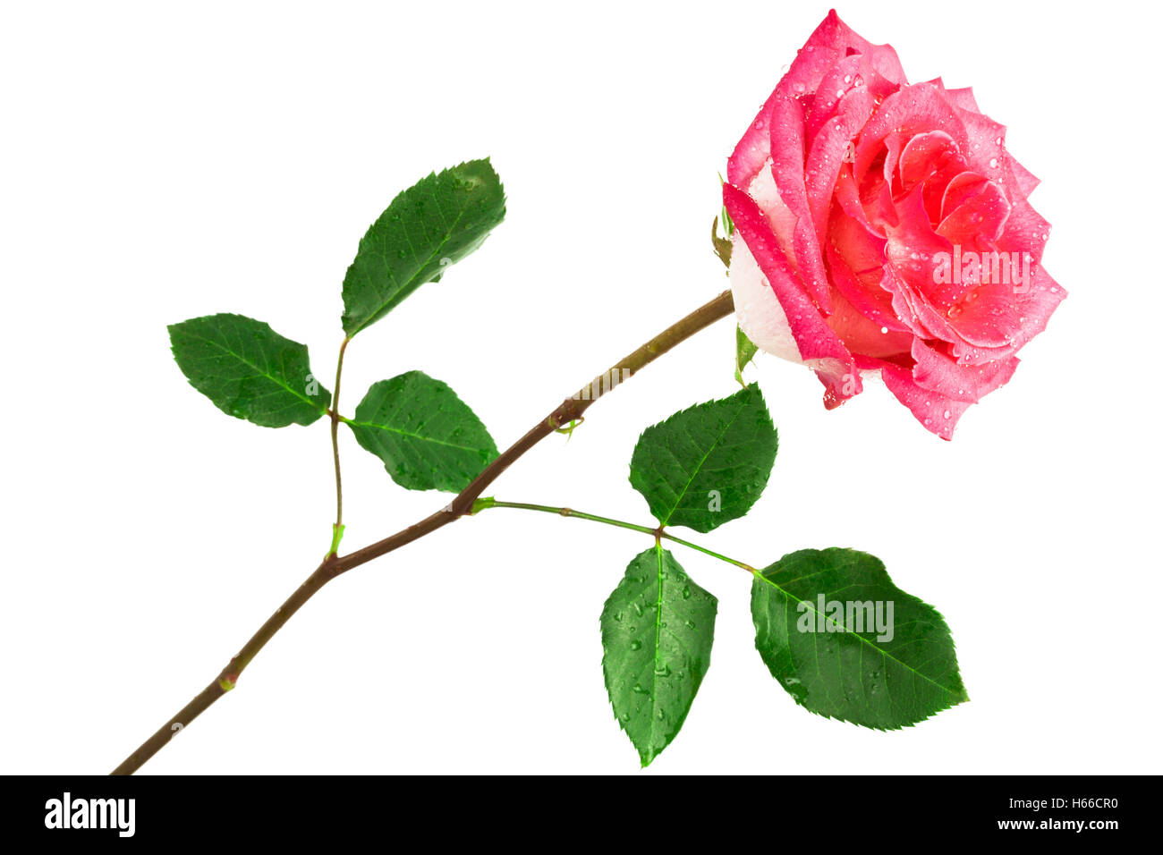 single pink rose on a white background Stock Photo - Alamy
