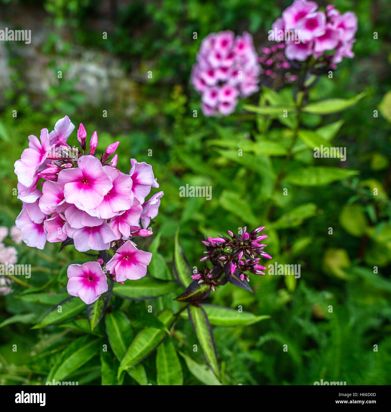 Pink Phlox (Phlox paniculata) in bloom. Stock Photo