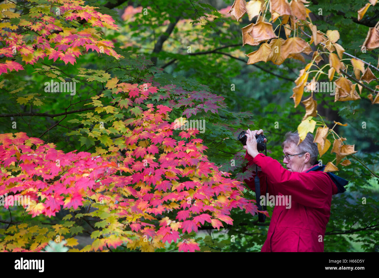 The national Arboretum, Westonbirt, visitors stroll through the trees in their rich autumn colours, taking pictures and enjoying the annual spectacle. Stock Photo