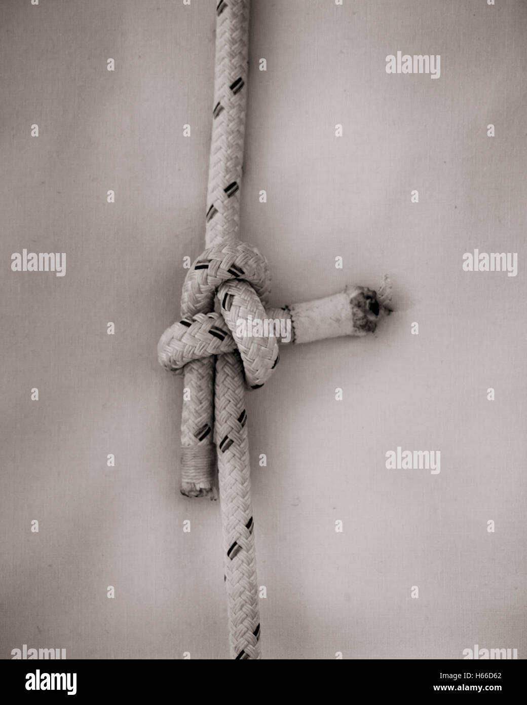 A Sheet Bend knot Stock Photo Alamy