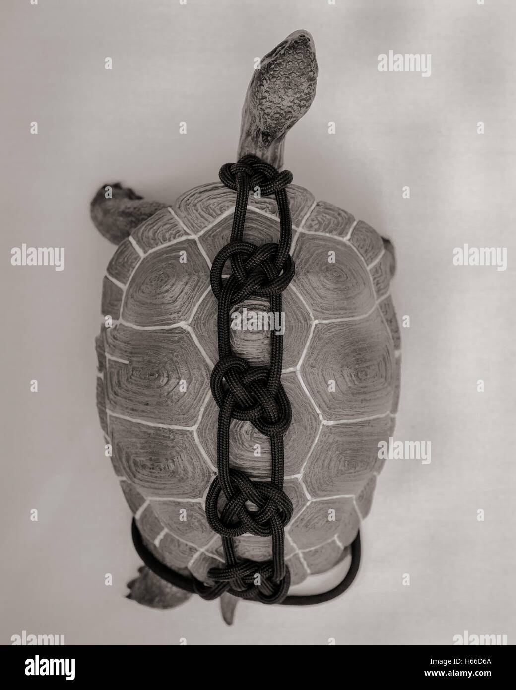 A bound plastic toy turtle Stock Photo - Alamy