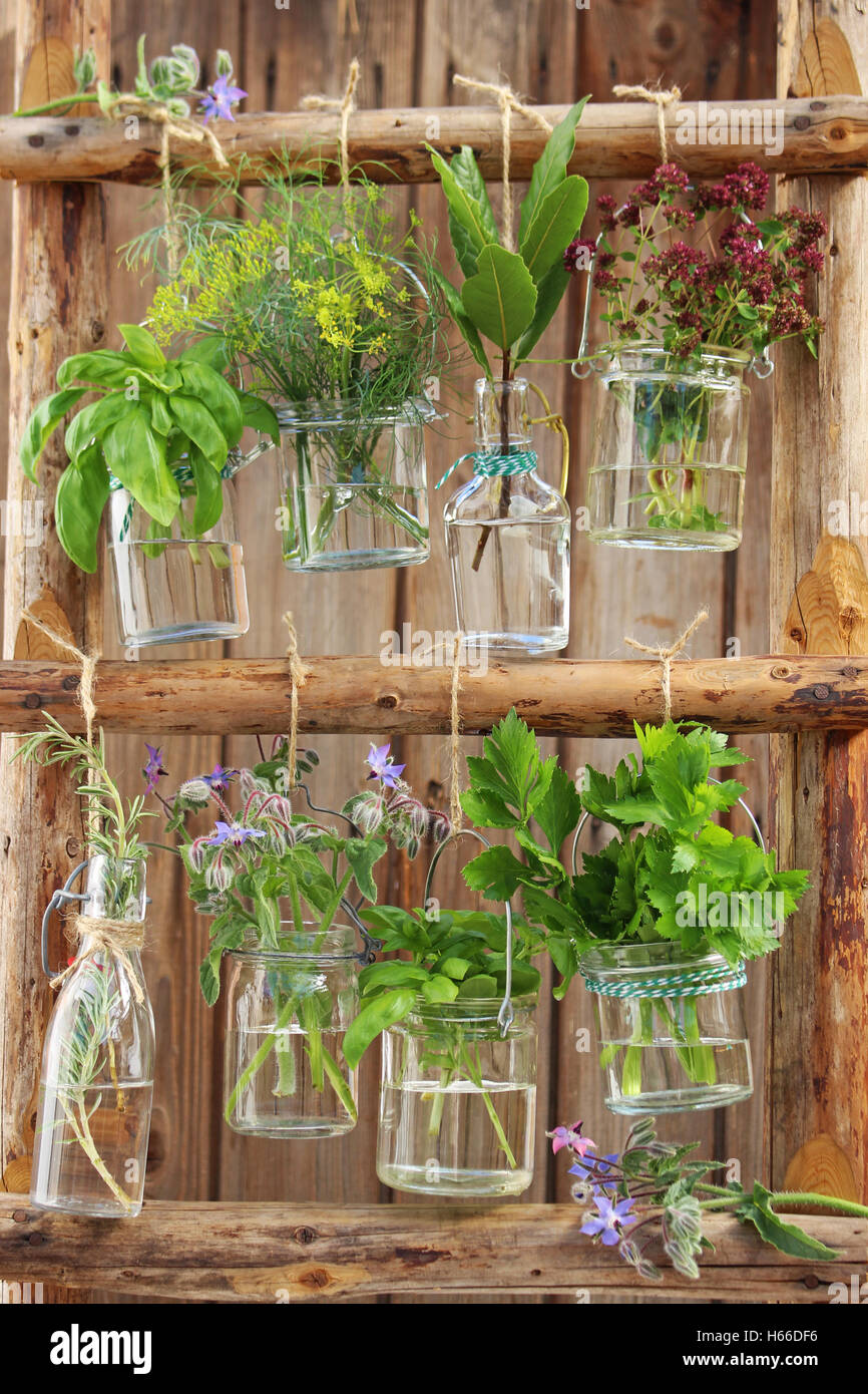 Various fresh garden herbs in glass vases hanging on a wooden ladder Stock Photo