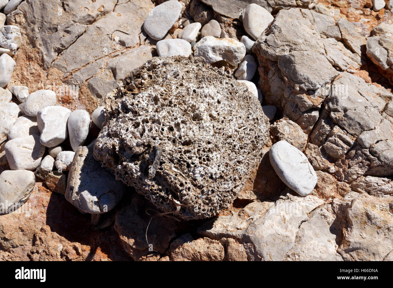 Sponge Spongia officinalis washed up on beach Alimnia near Rhodes, Stock Photo