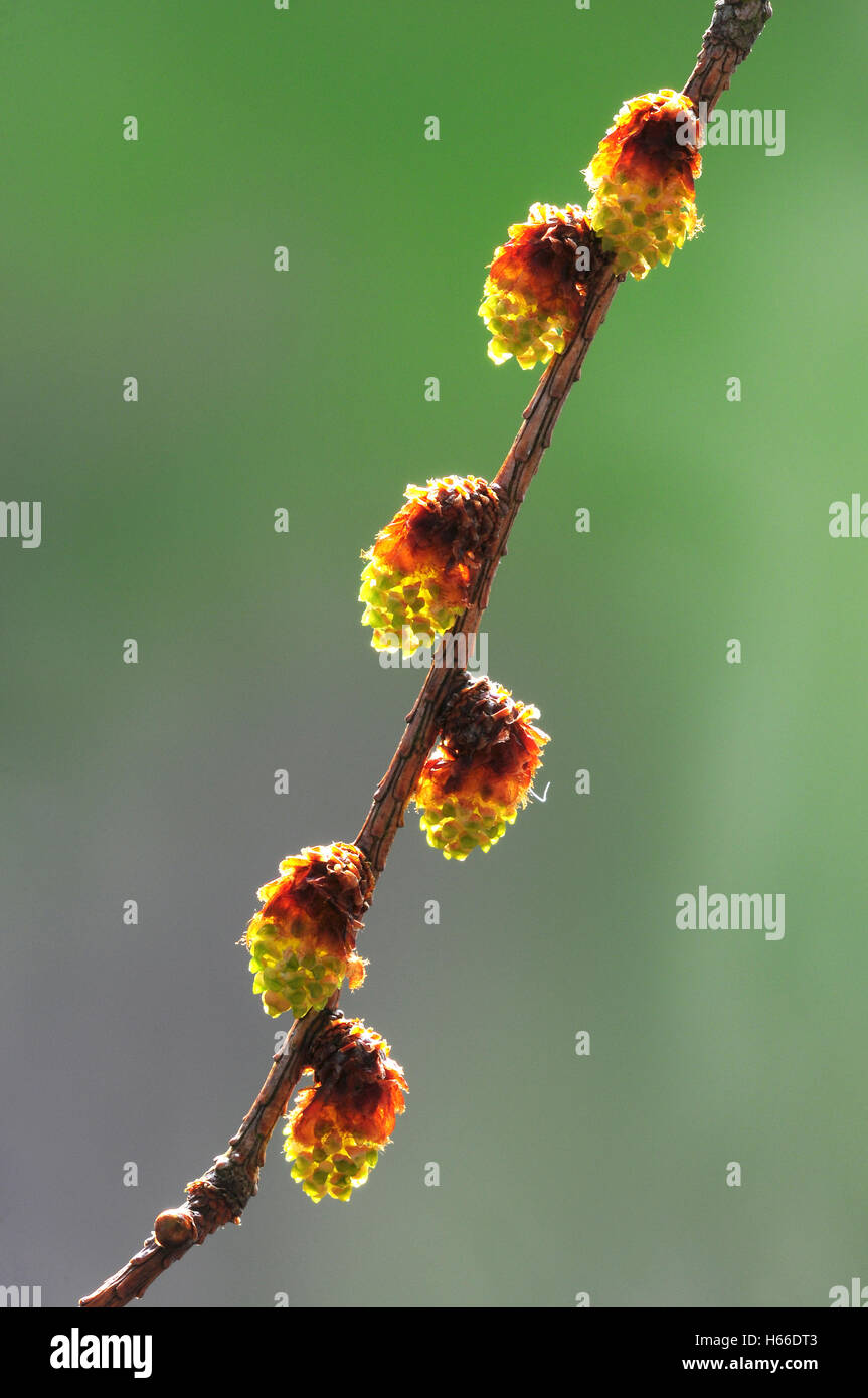 Male larch flowers Stock Photo