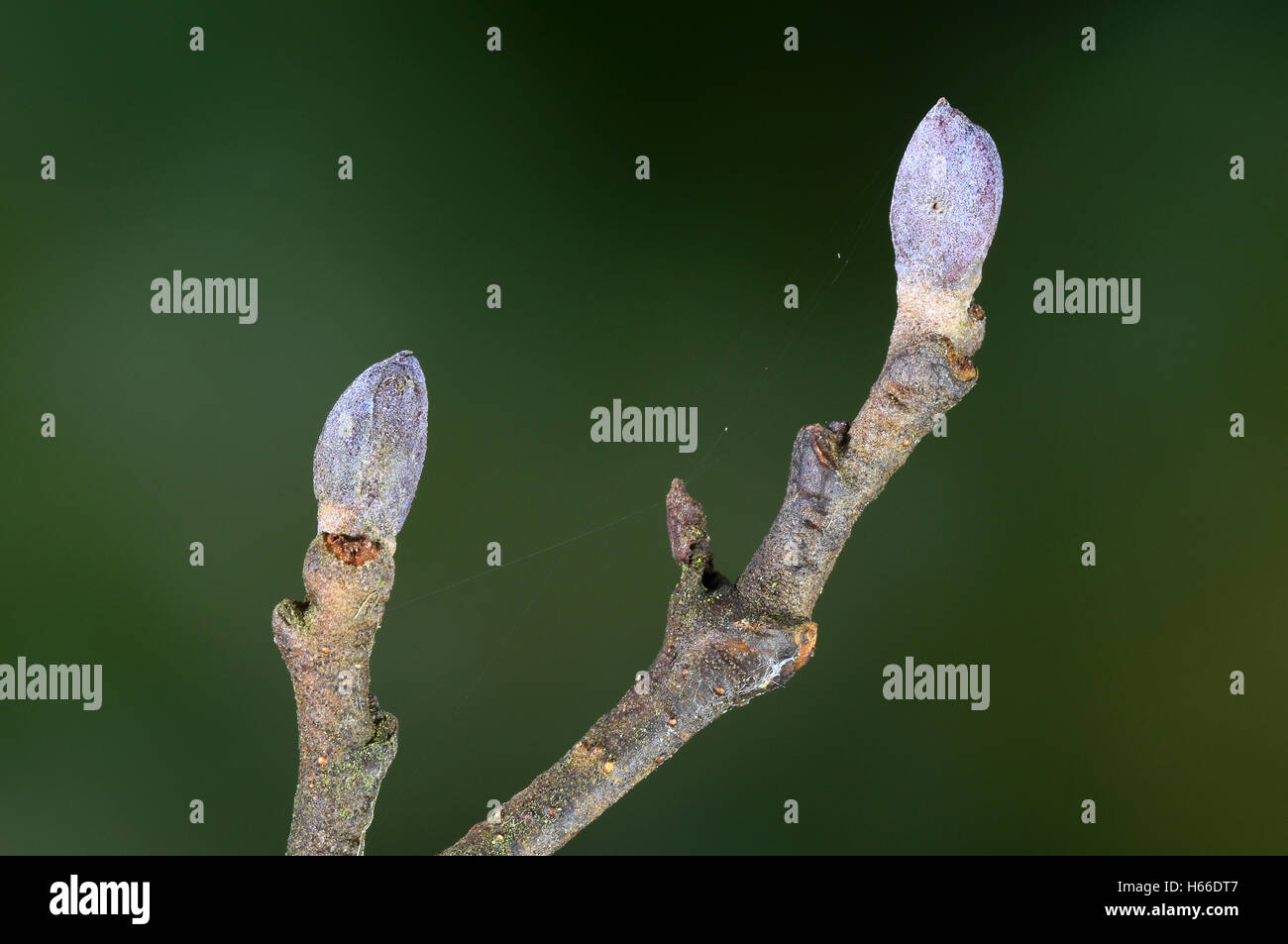 Alder buds Stock Photo