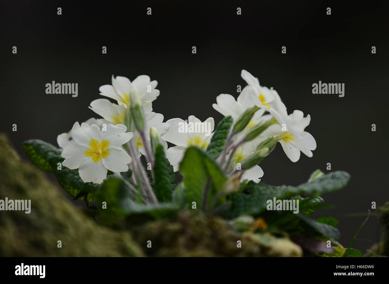 A clump of primroses UK Stock Photo