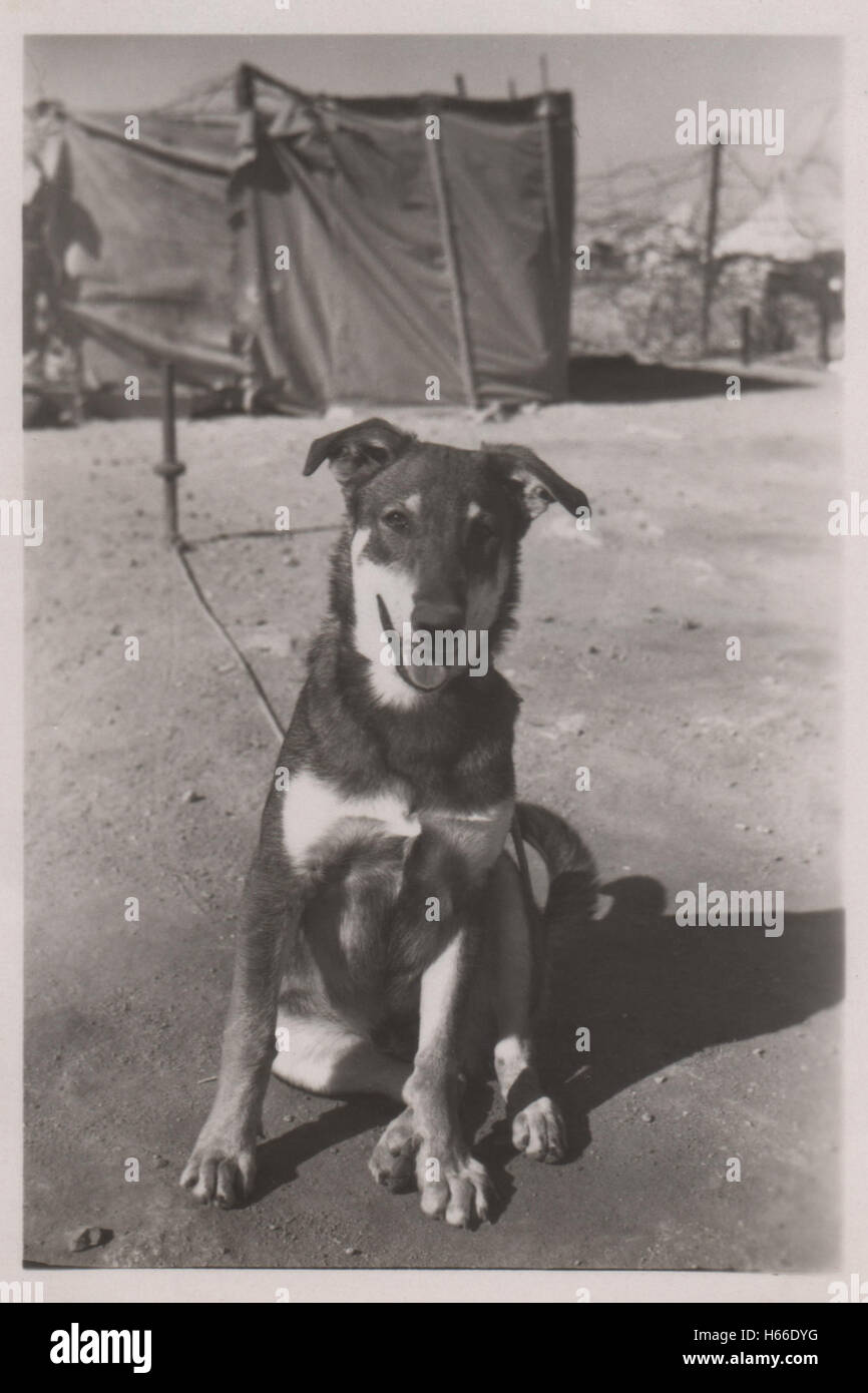 Soldier's pet dog at the British army 10 Base Ordnance Depot Royal Army Ordnance Corps (RAOC) camp at Geneifa Ismailia area near the Suez Canal 1952 in the period prior to withdrawal of British troops from the Suez Canal zone and the Suez Crisis. Stock Photo