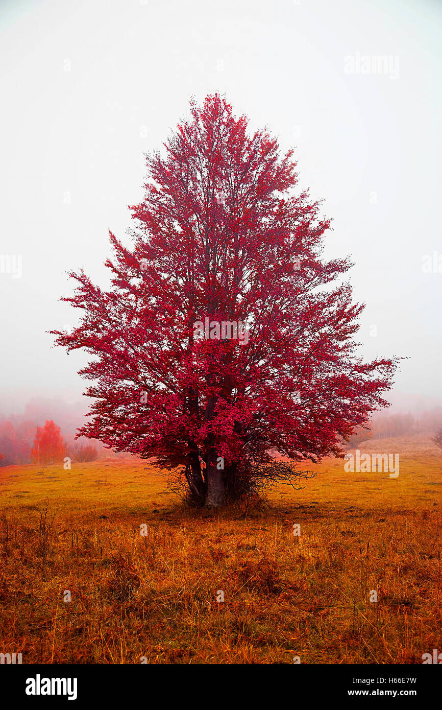 Fog on an autumn morning hi-res stock photography and images - Alamy