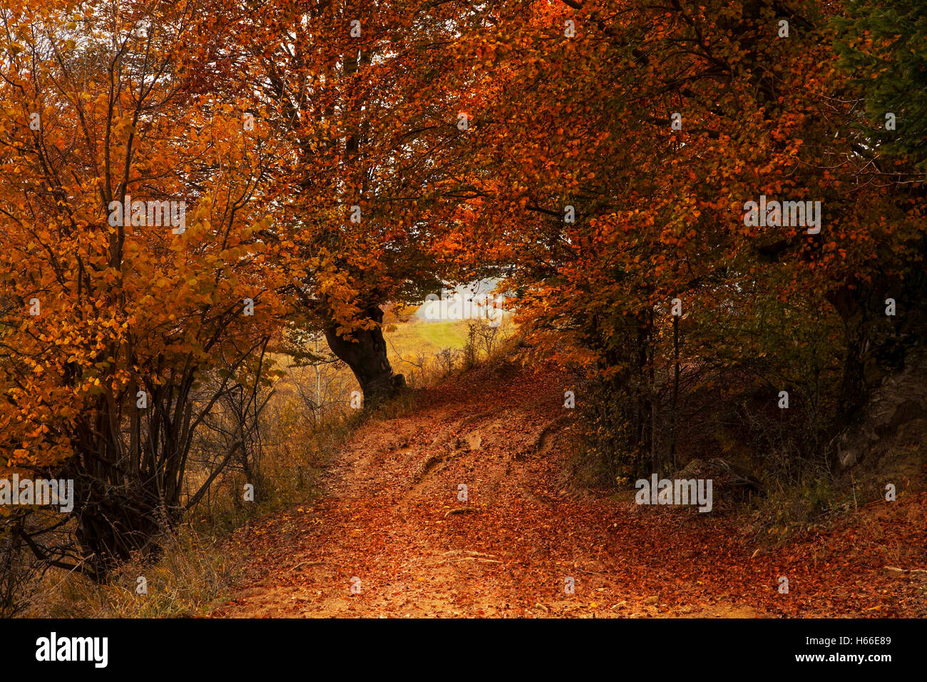 Scenic mysterious road on autumn countryside landscape with beautiful colorful trees Stock Photo