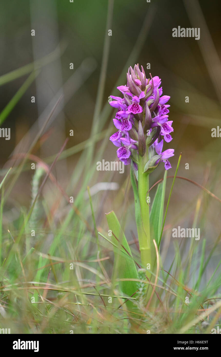 Early marsh orchid Stock Photo