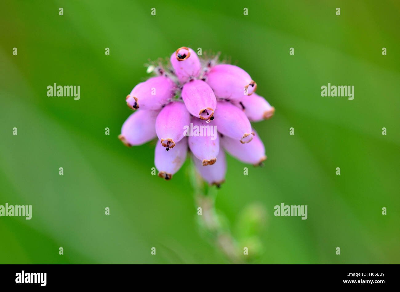 cross-leaved heath heather Dorset UK Stock Photo