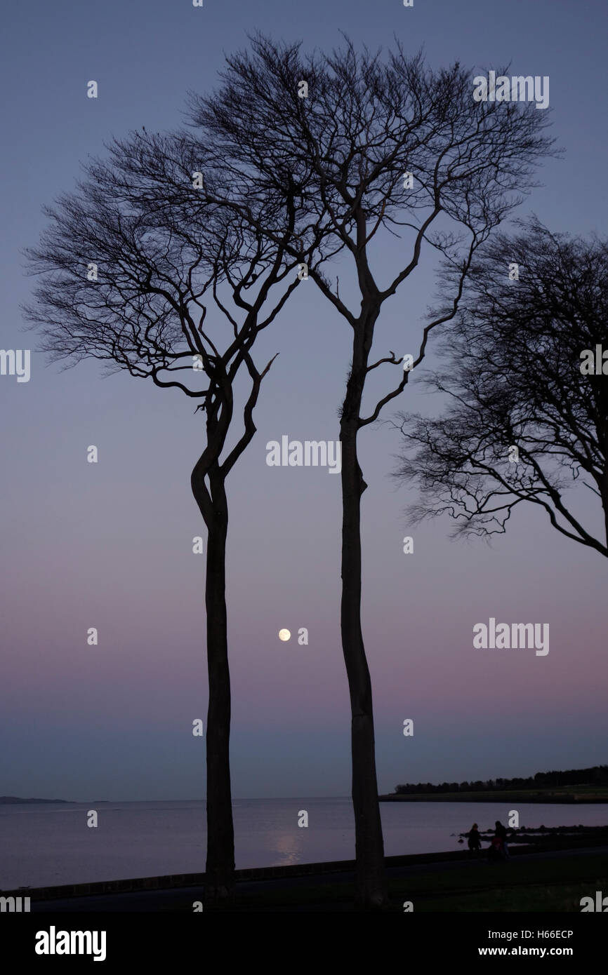 Moonrise between two trees overlooking the sea Stock Photo