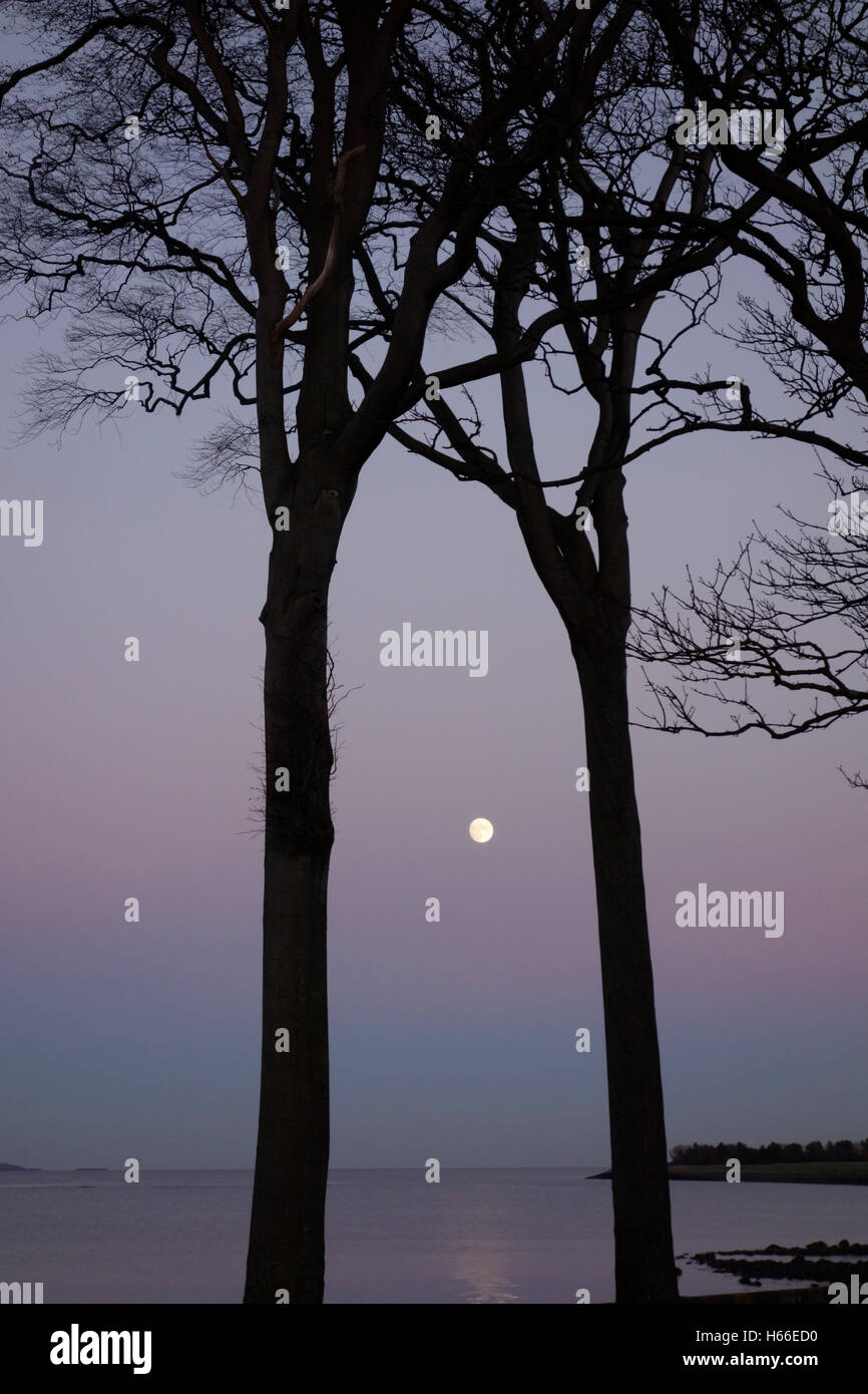 Moonrise between two trees overlooking the sea Stock Photo