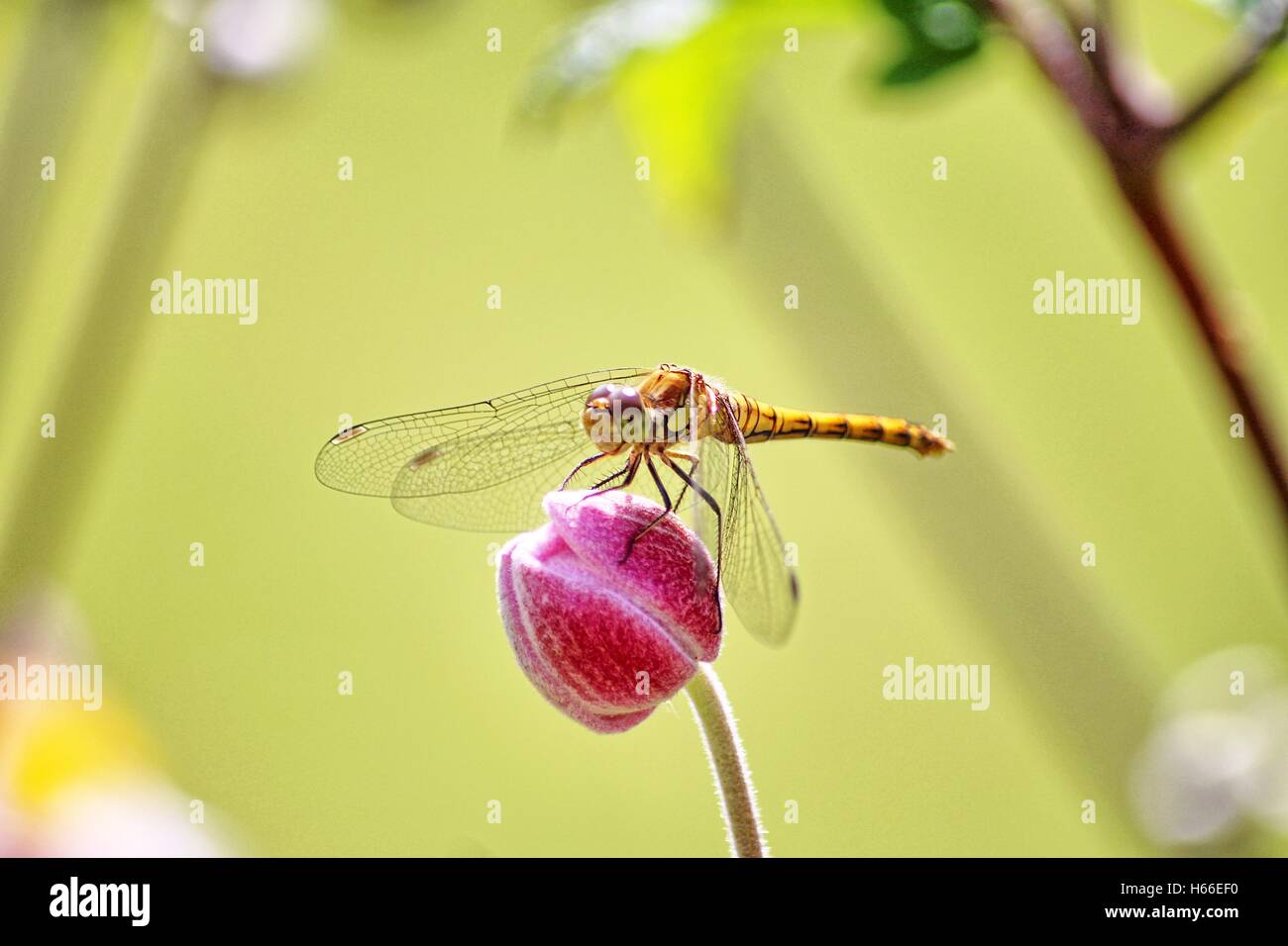 Dragonfly or Anisoptera Stock Photo
