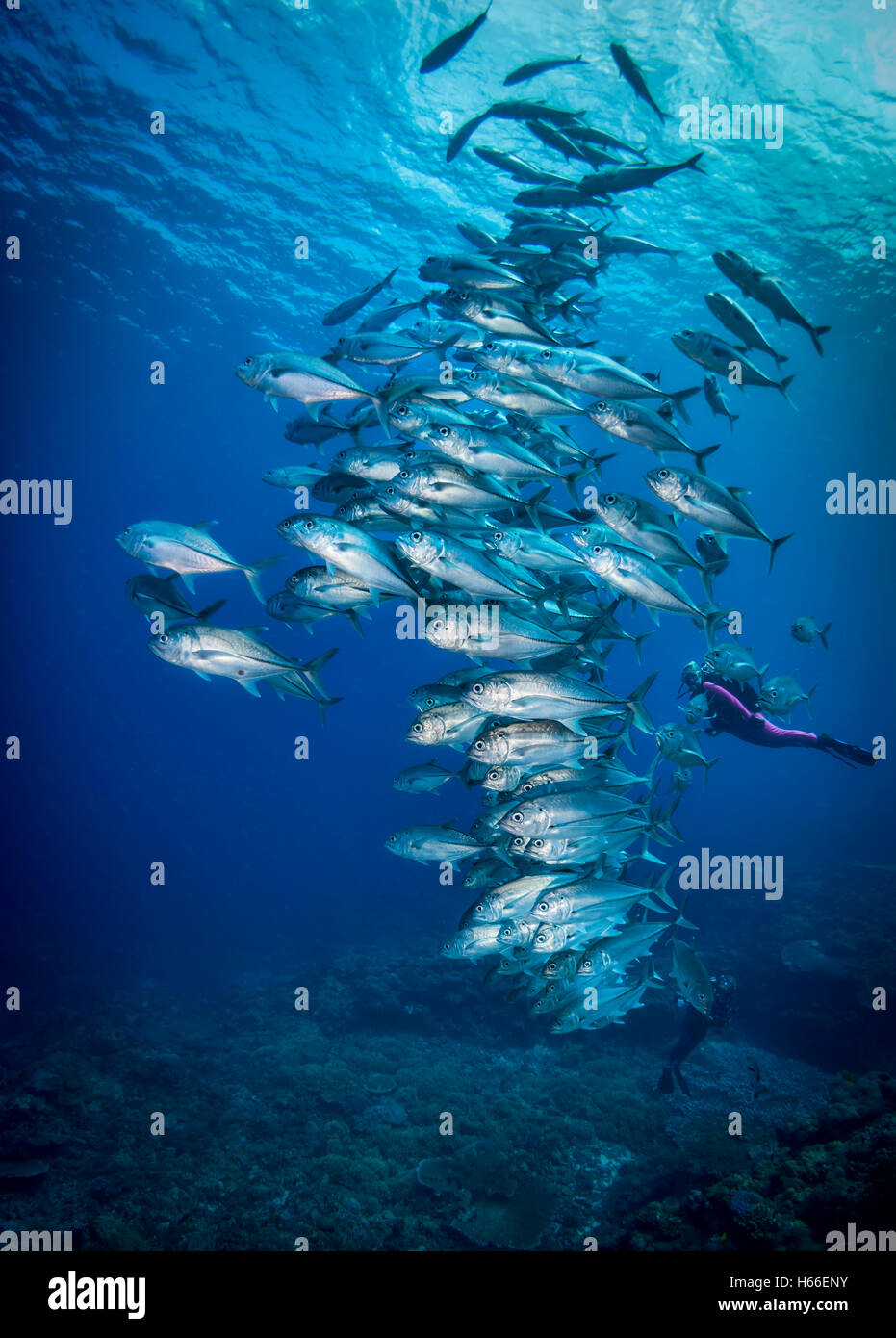 Schooling bigeye jacks or trevallies (Caranx sexfaciatus) on coral reef with rays of sunshine from the surface Solomon Islands Stock Photo