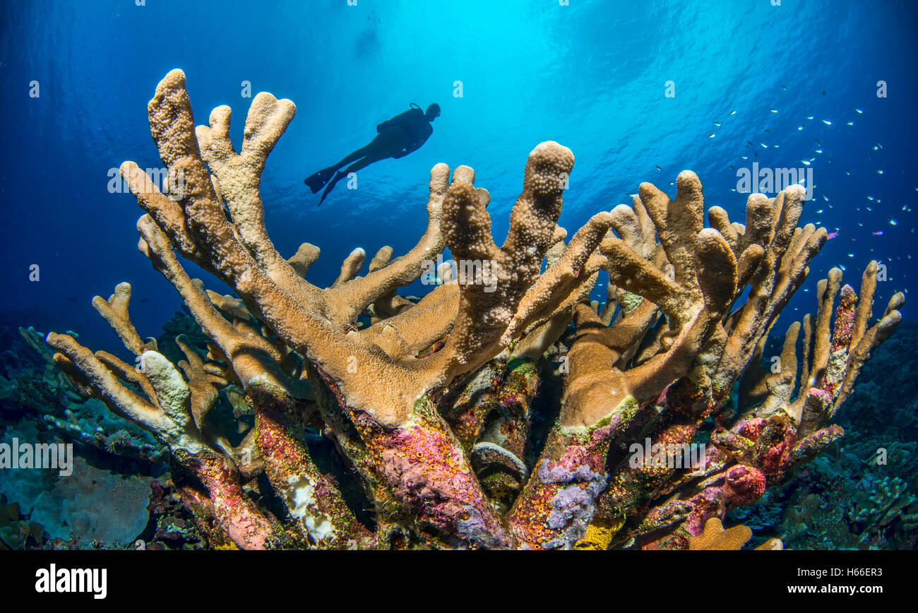 Scuba diver and hard coral reef Solomon Islands Stock Photo