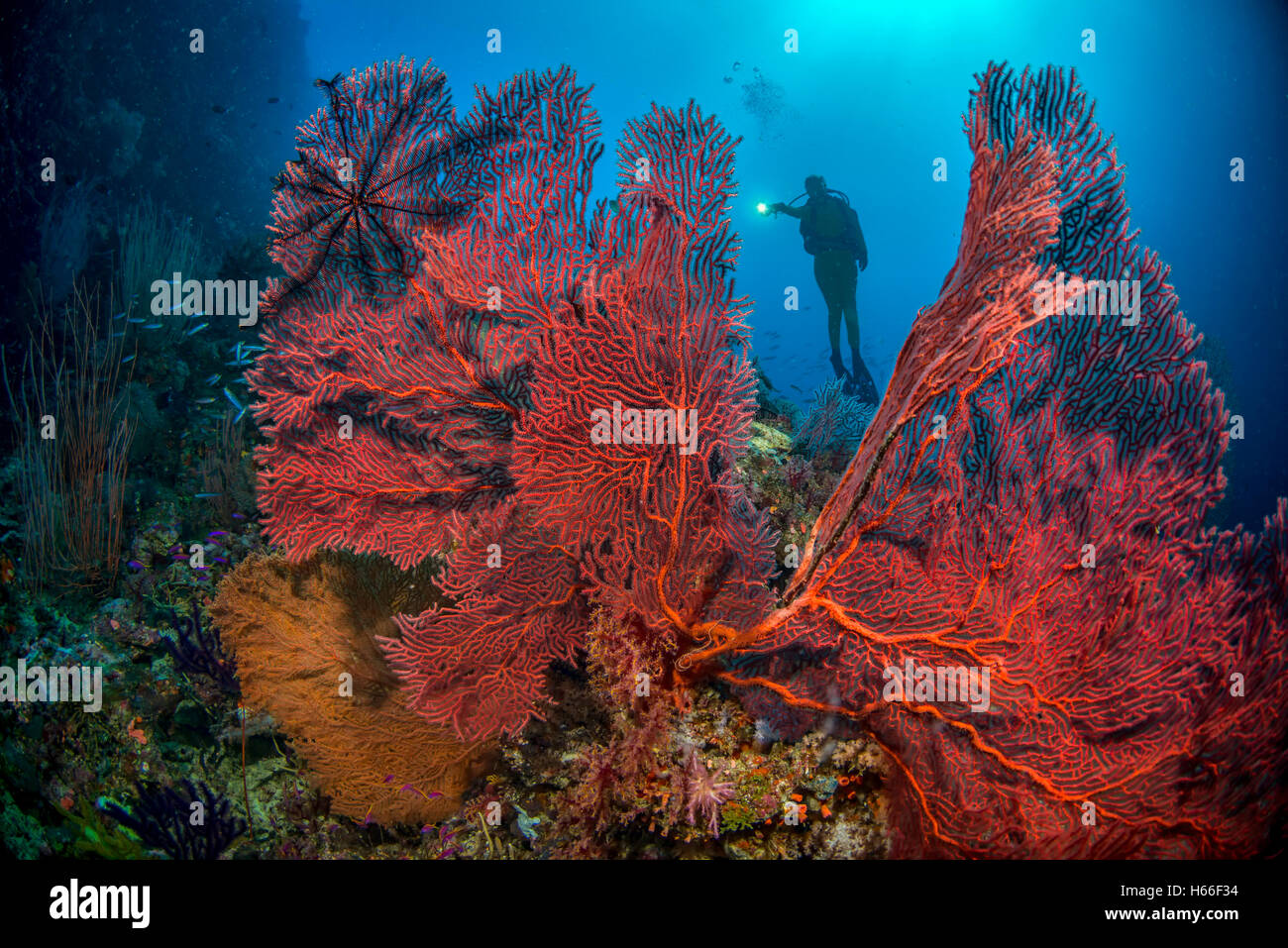 Scuba diver explores coral reef with gorgonian corals Stock Photo