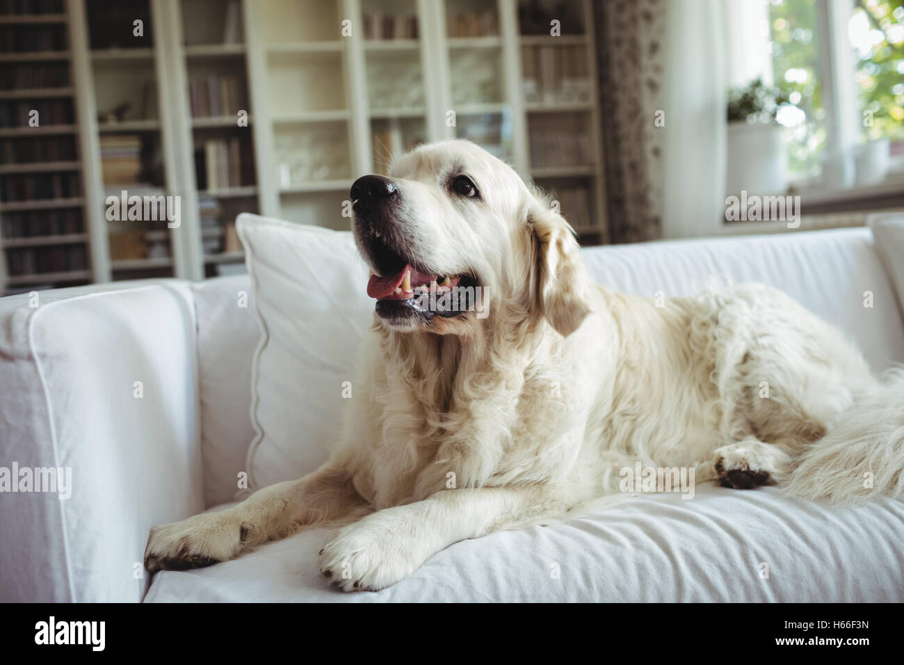 Pet dog relaxing on a sofa Stock Photo