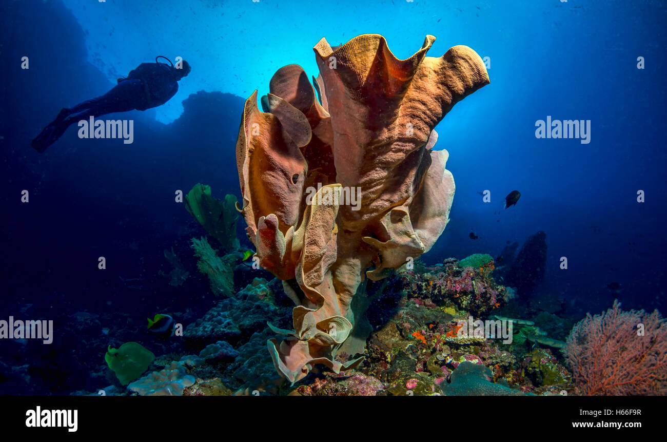 Coral reef with sea sponge and scuba diver Stock Photo