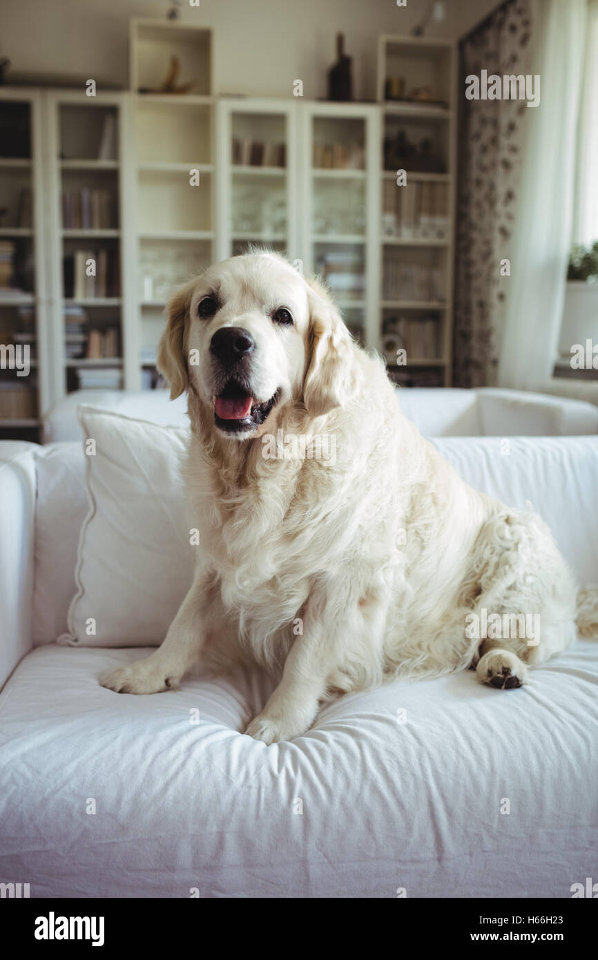 Pet dog relaxing on a sofa Stock Photo