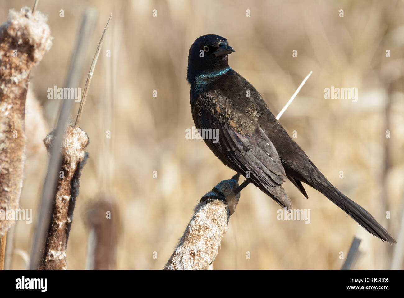 A common grackle, Quiscalus quiscula, perched on a cattail seedhead in the Lois Hole Provincial Park, Alberta, Canada Stock Photo