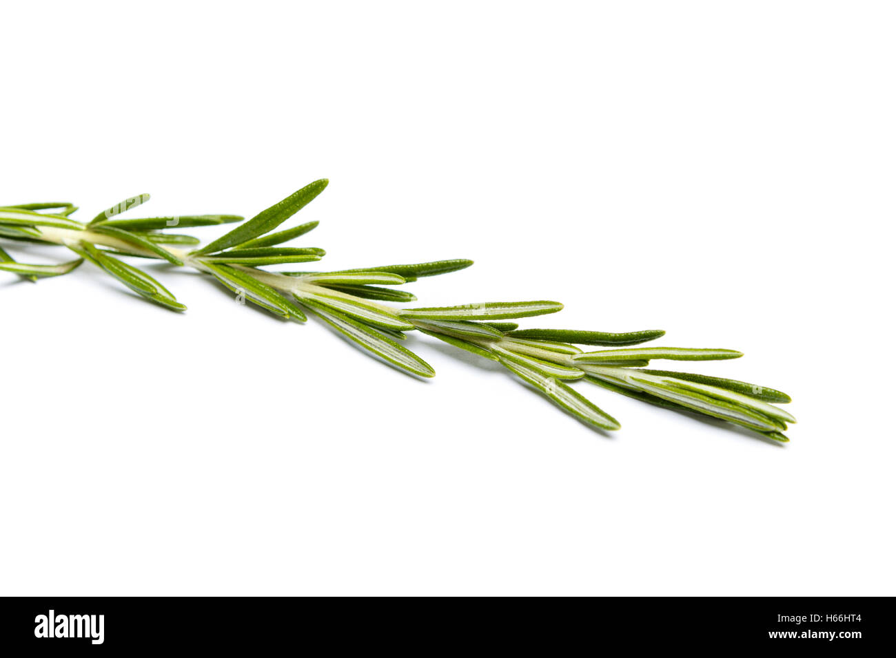 Fresh green sprig of rosemary Stock Photo