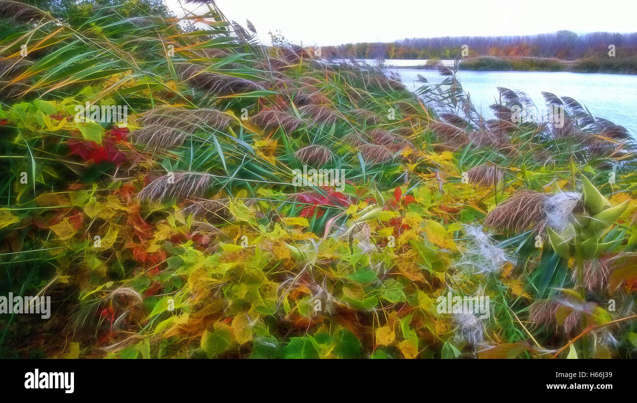 Aquatic plants and wild plants hi-res stock photography and images - Alamy