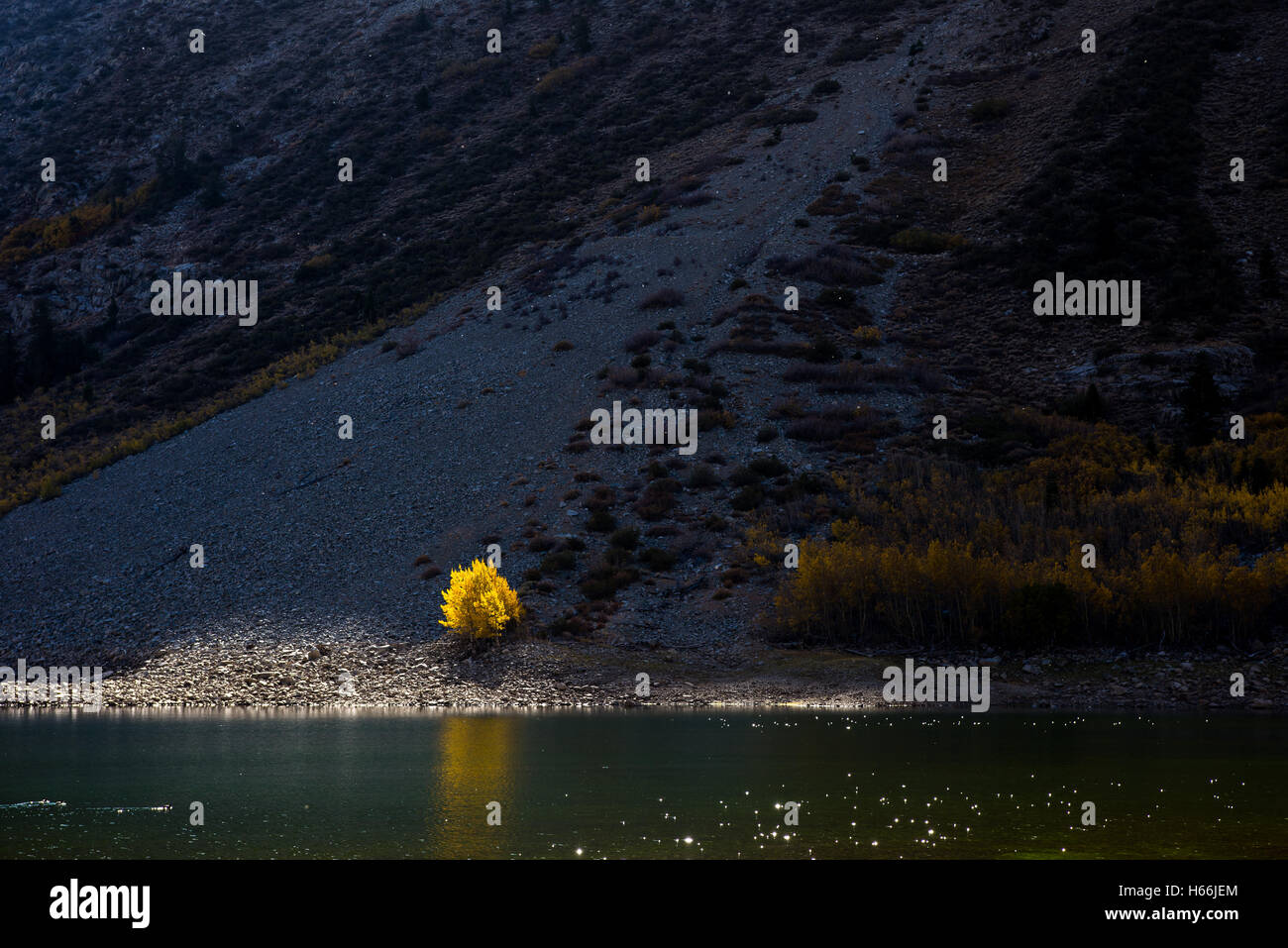 Illuminated tree hi-res stock photography and images - Alamy