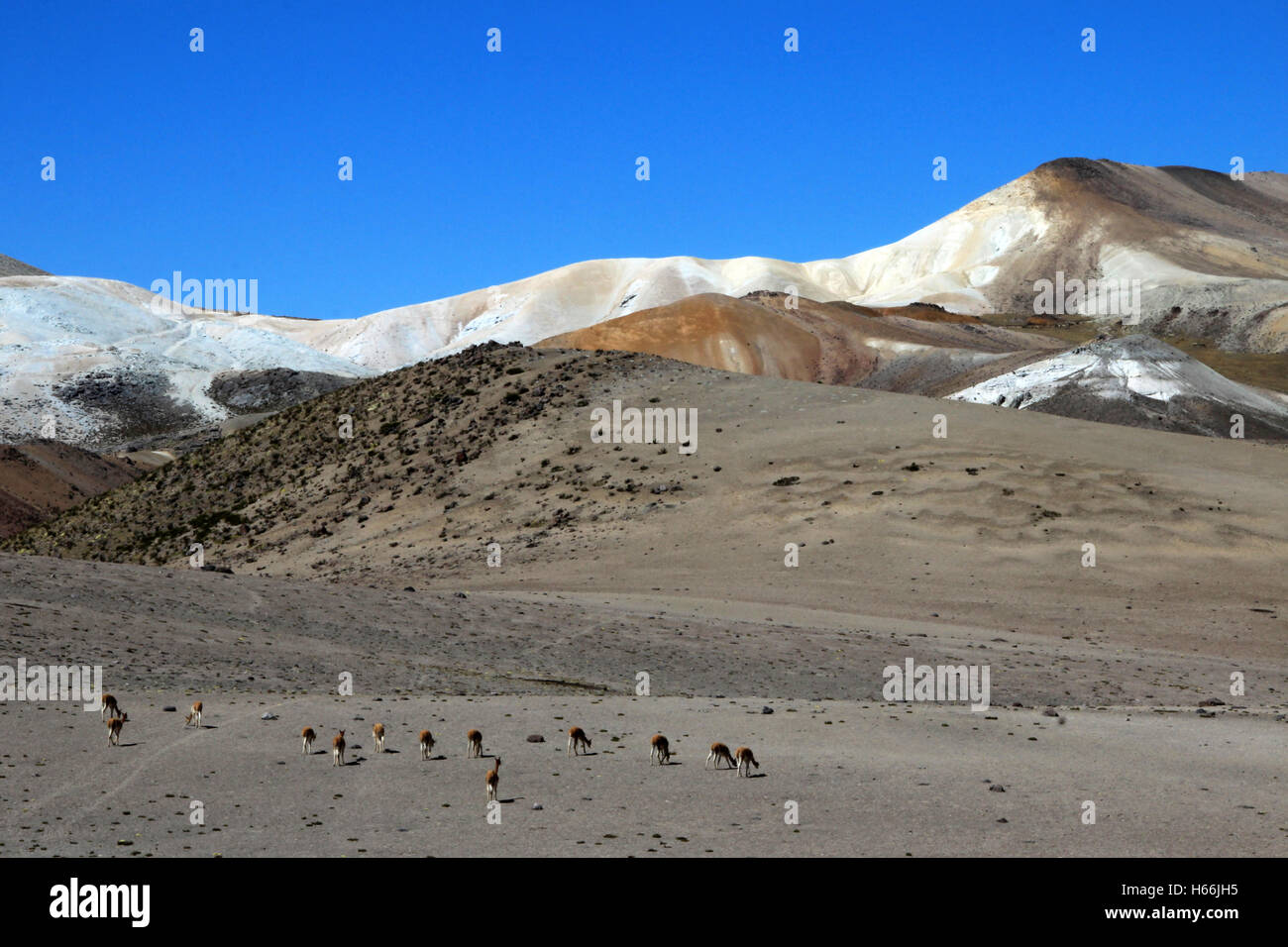Vicunas in moon valley of the andean mountains Stock Photo