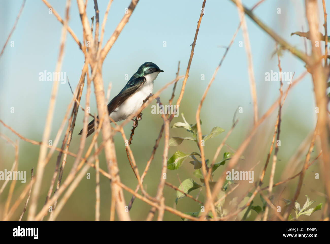A solitary tree swallow, Tachycineta bicolor, perched on a willow branch in the Lois Hole Provincial Park, Alberta, Canada Stock Photo