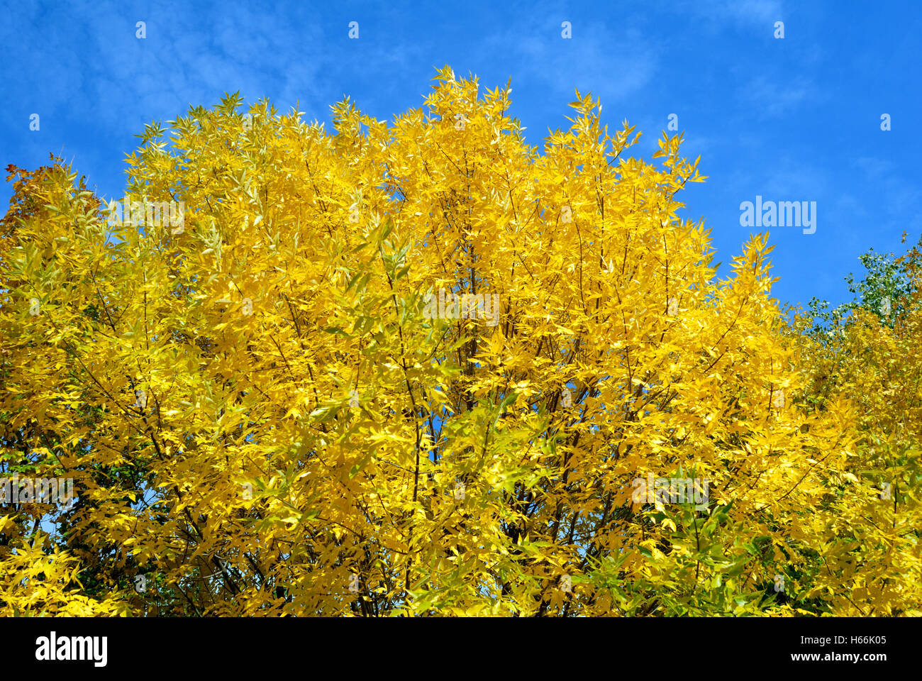 Yellow leaves on autumn trees against the blue sky Stock Photo - Alamy