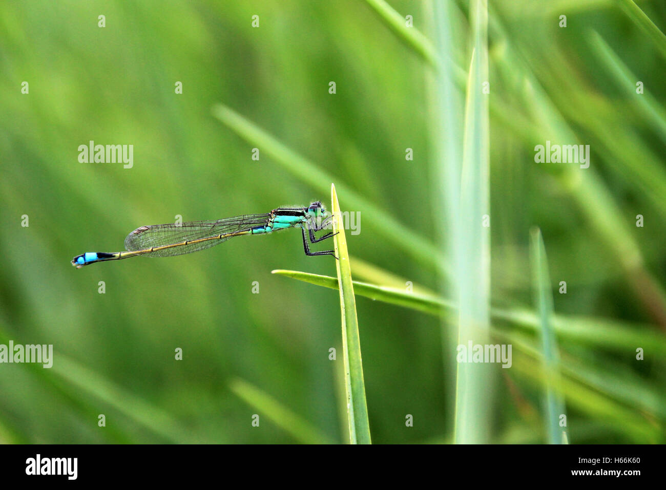 Blue green dragonfly closeup Stock Photo - Alamy