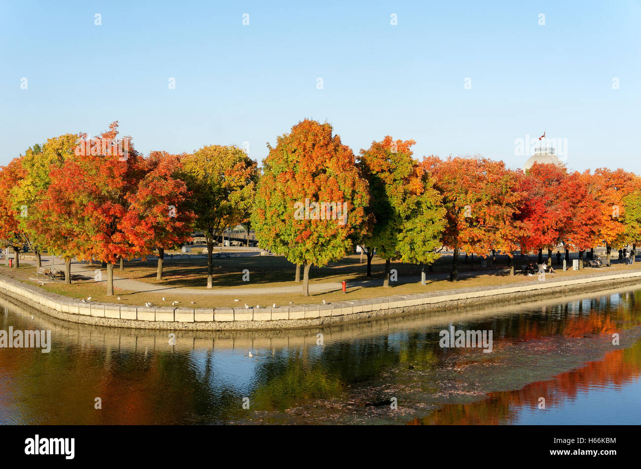 Red maple trees in the Parc du bassin Bonsecours, Old Port of Montreal