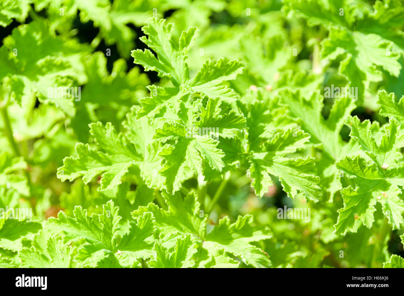 Leaves Of A Pelargonium Graveolens Robert s Lemon Rose Plant Stock Leaves Of A Pelargonium Graveolens Robert s Lemon Rose Plant Stock