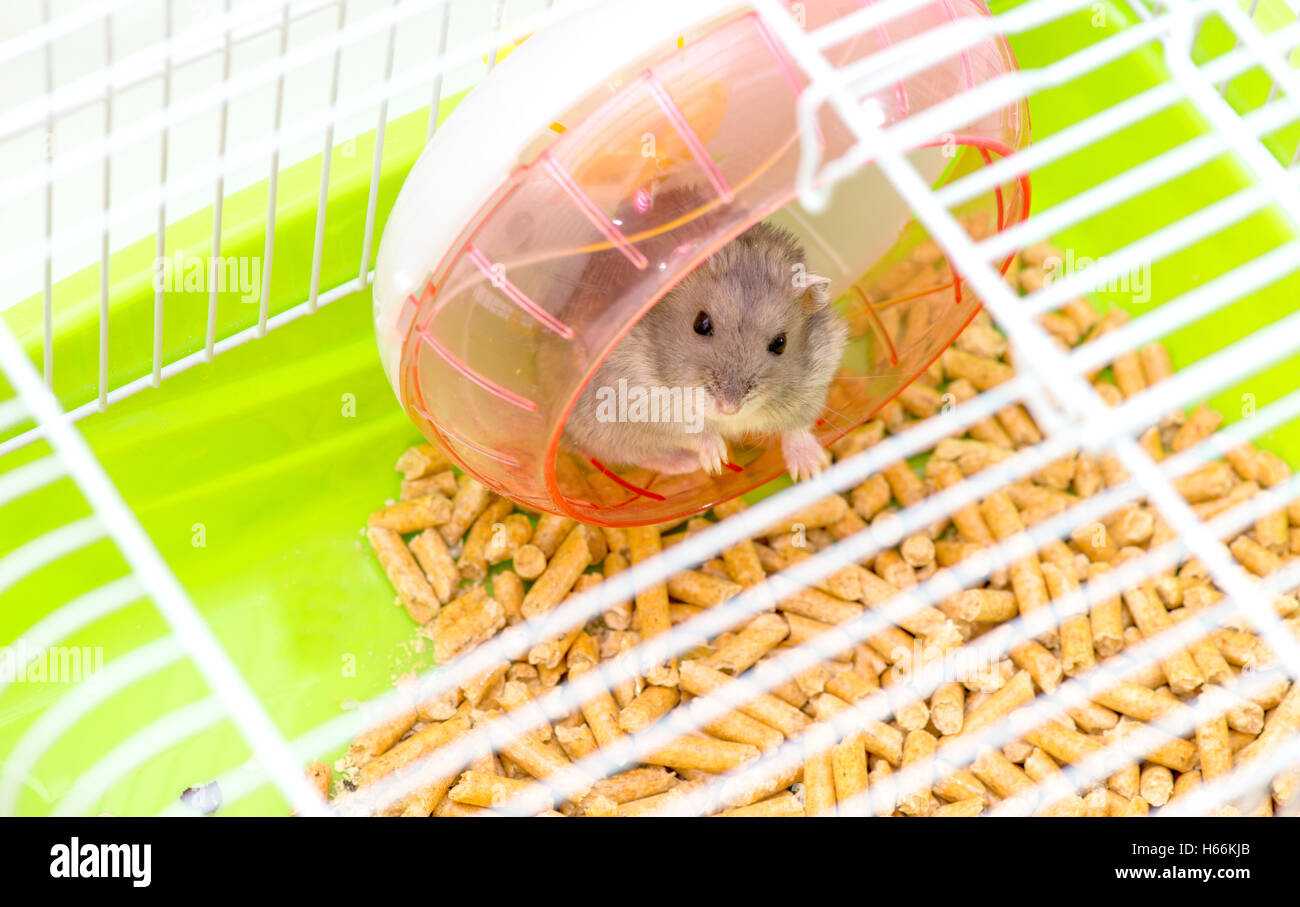 Cute hamster sitting in a cage and looking through the lattice cells Stock  Photo - Alamy