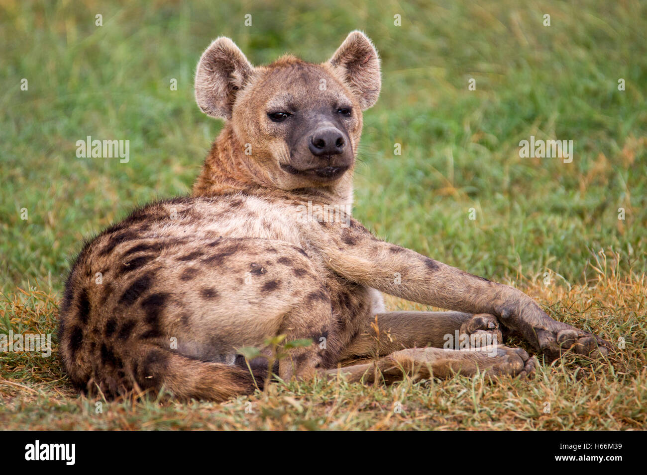 female Spotted hyena Crocuta crocuta or laughing hyena, laying outside the den, Laikipia Kenya Africa Stock Photo